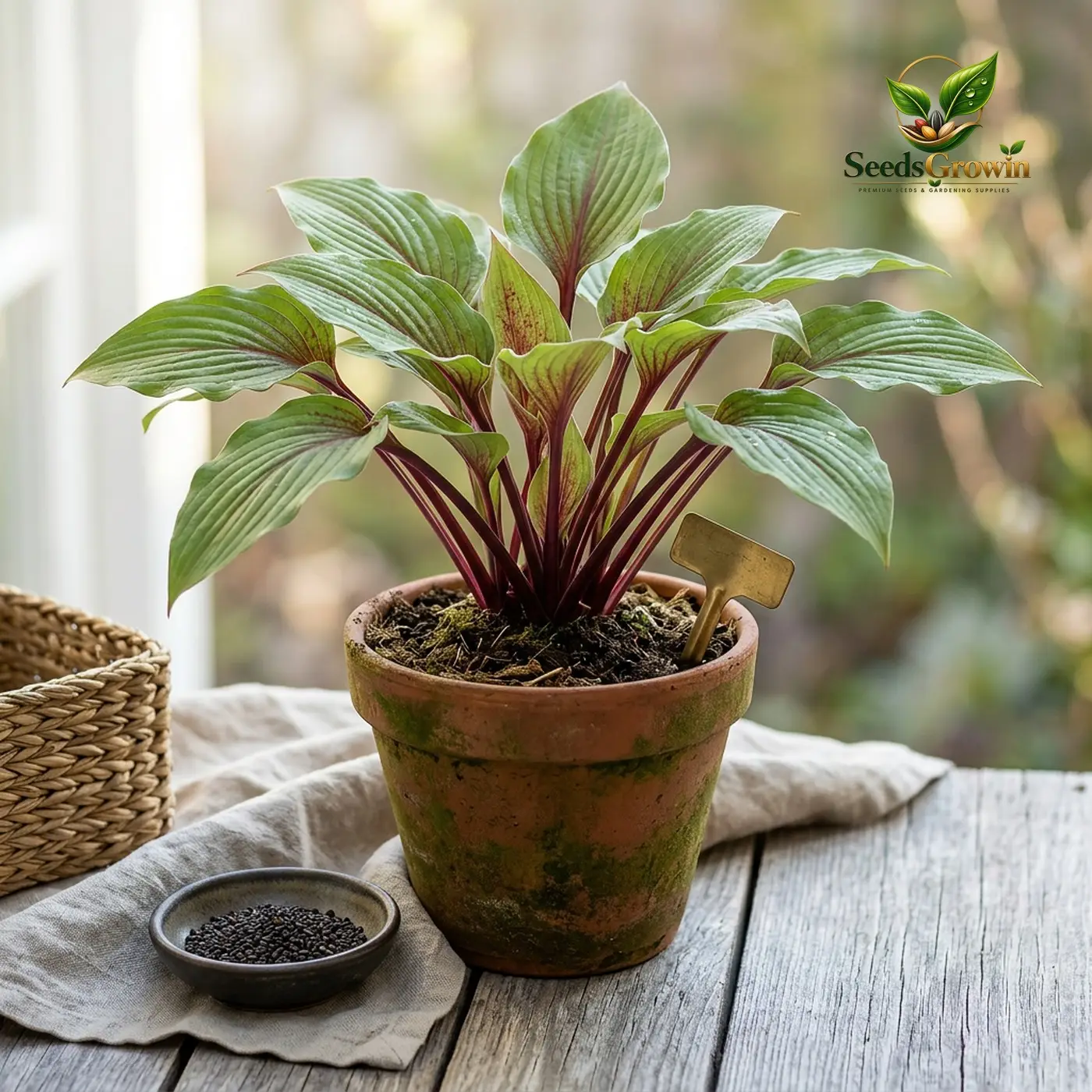 hosta-seeds-perennial-shade-garden