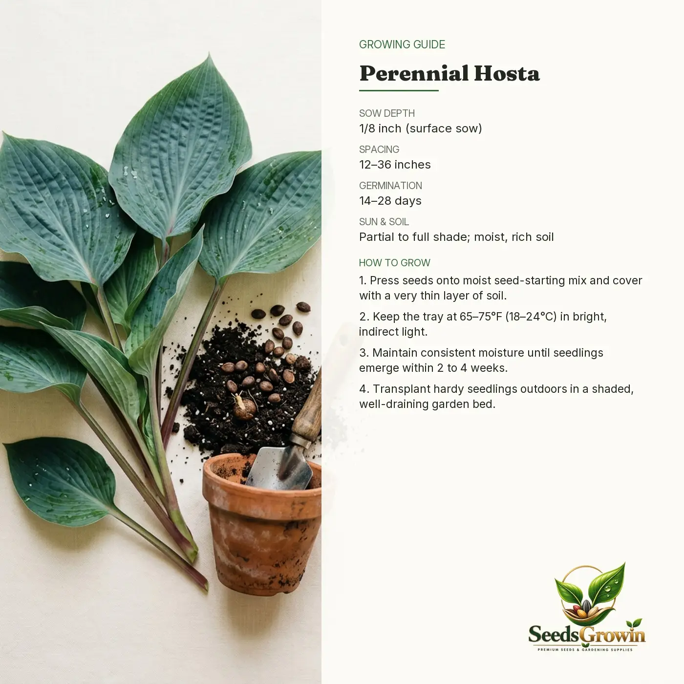 hosta-seeds-perennial-shade-garden-heirloom
