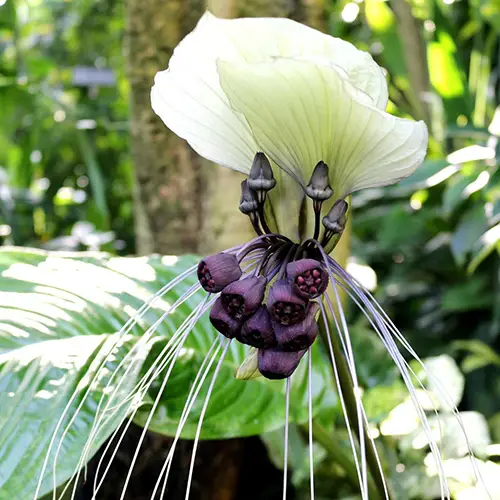Unusual white bat flower with dramatic dark purple center