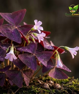 Purple Shamrock Bulbs – Oxalis Triangularis Good Luck Houseplant