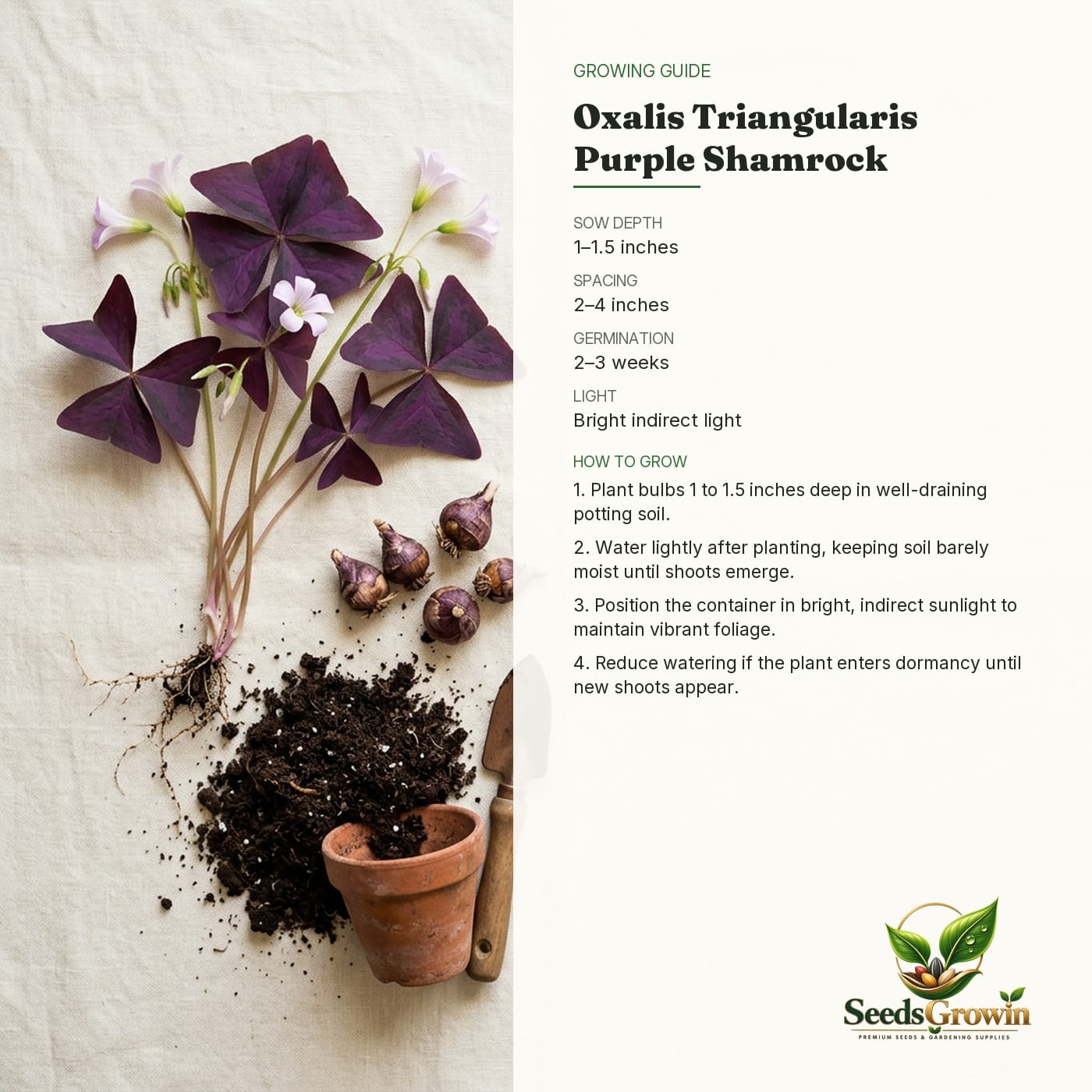 Purple Shamrock Bulbs – care guide
