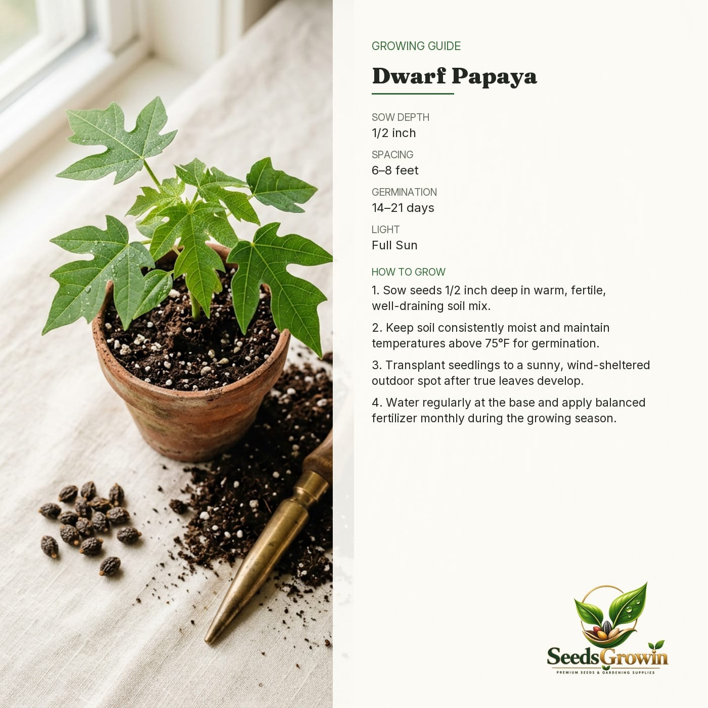Dwarf Papaya Seeds – growing guide
