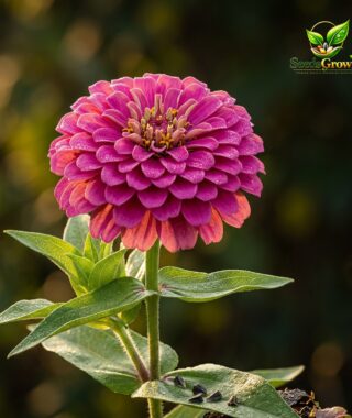 Zinnia Dahlia Seeds – Non-GMO Zinnia Elegans Vibrant Flower