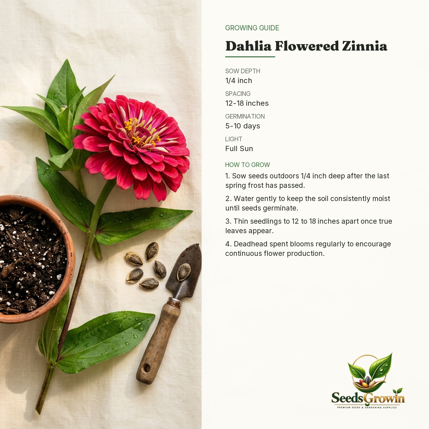 Zinnia Dahlia Seeds – growing guide