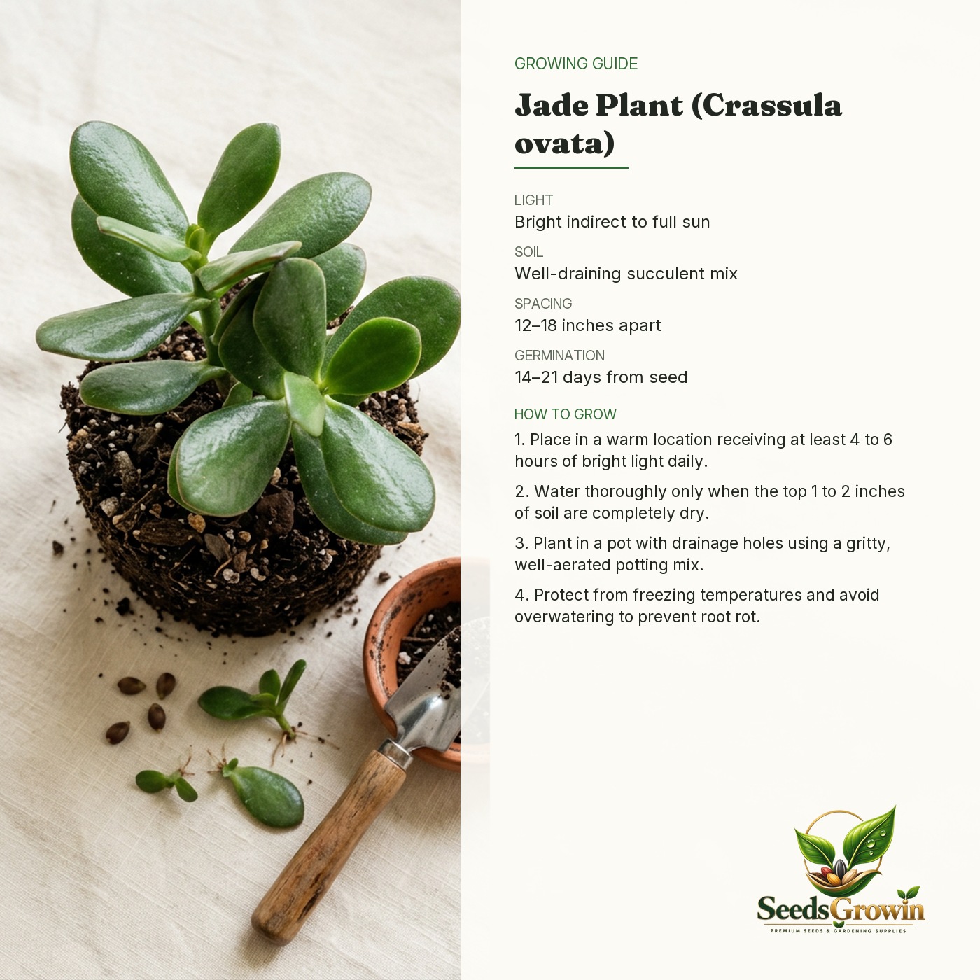 Jade Plant Live – care guide