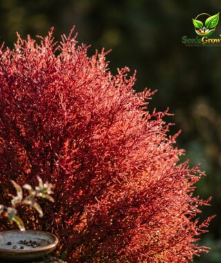 Burning Bush Seeds – Kochia Trichophylla Crimson Summer Cypress