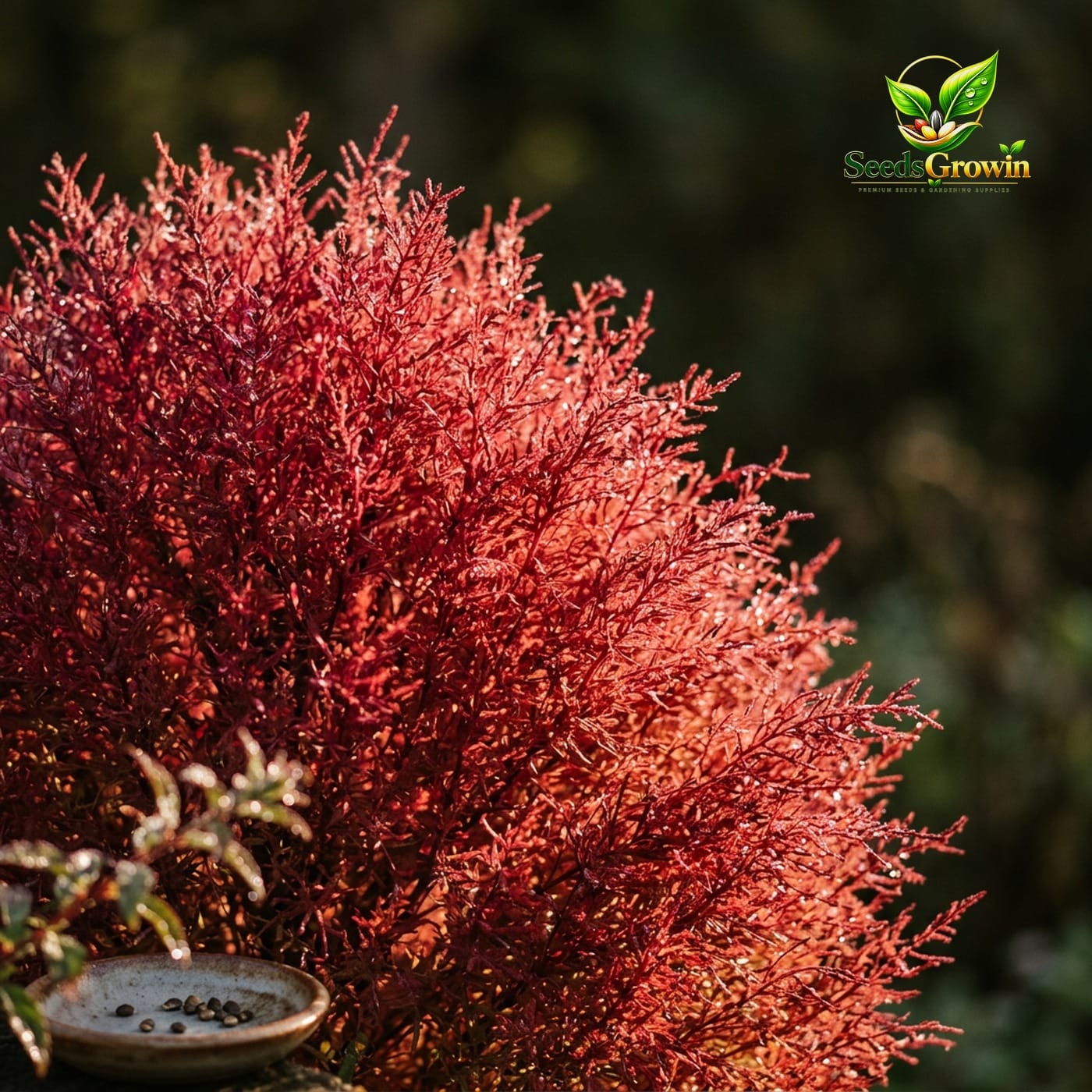 Burning Bush Seeds – Kochia Trichophylla Crimson Summer Cypress