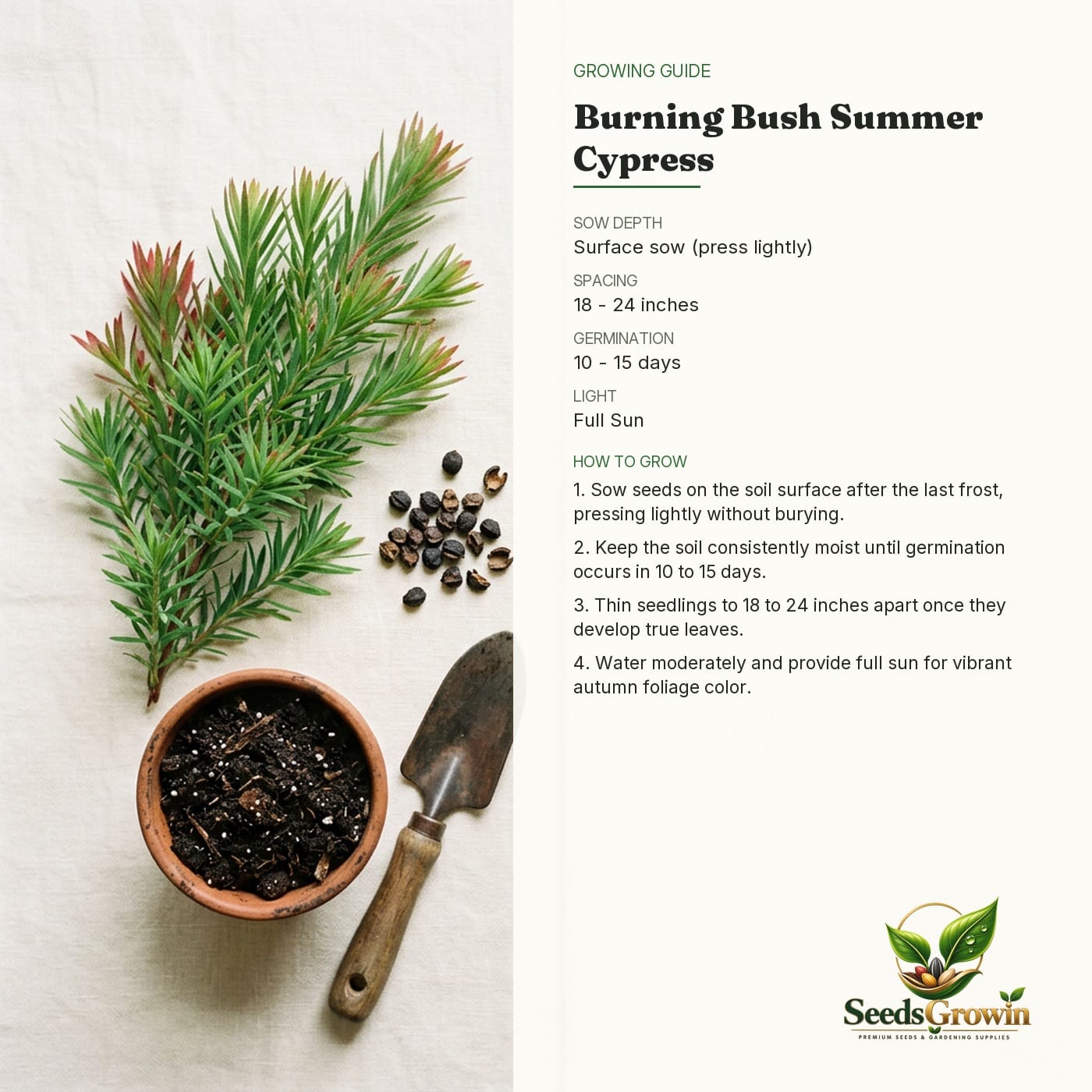 Burning Bush Seeds – growing guide
