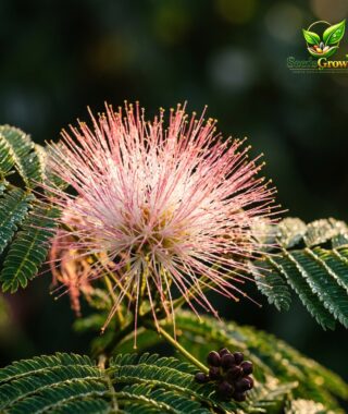 Mimosa Silk Tree Seeds – Albizia Julibrissin Pink Flowering Tree