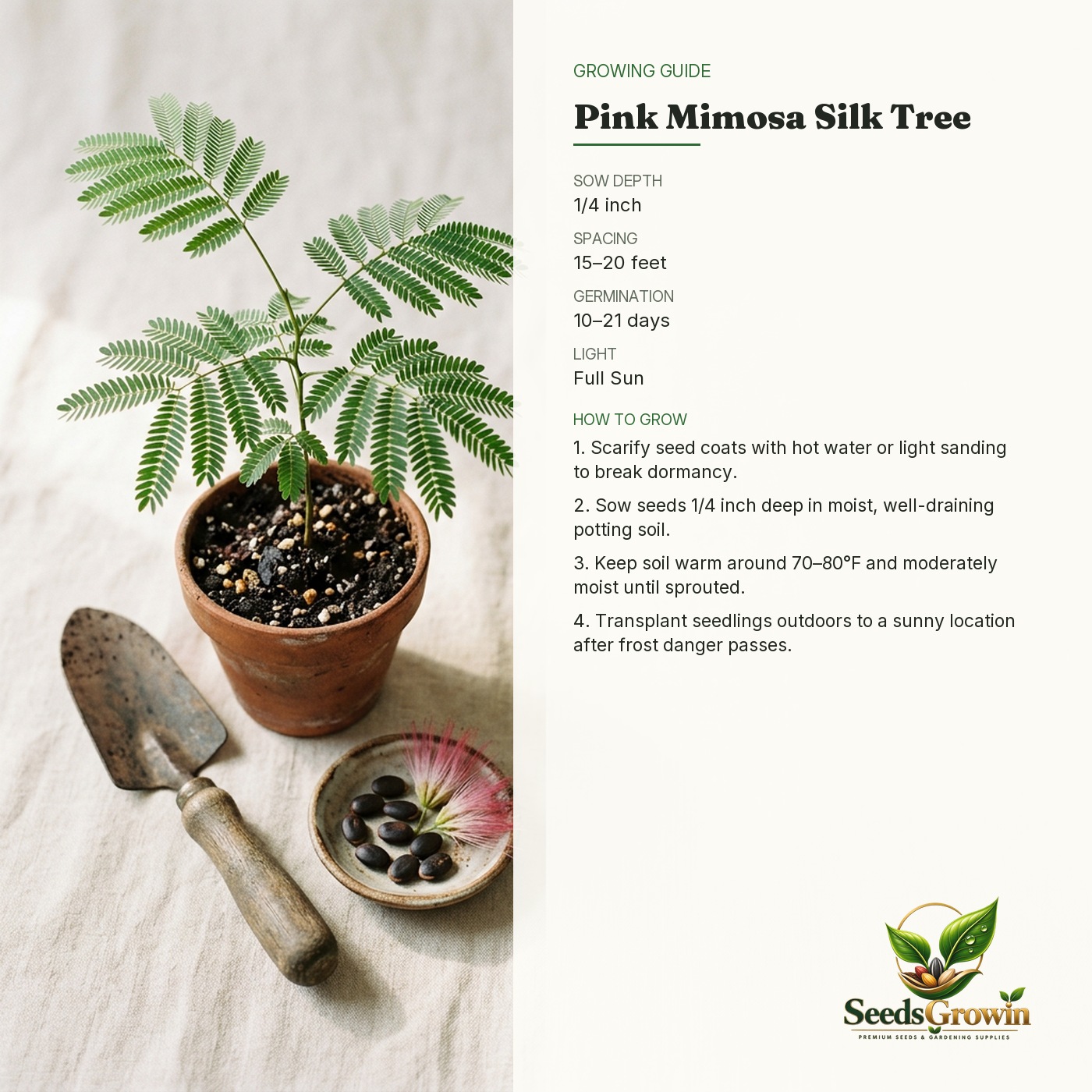 Mimosa Silk Tree Seeds – Albizia Julibrissin Pink Flowering Tree, growing guide