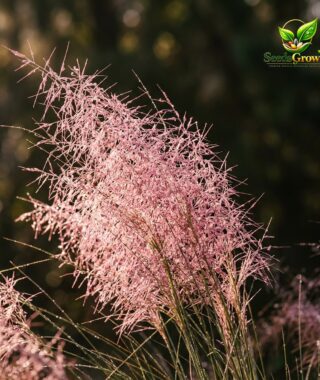 013-Pink-Muhly-Grass-Seeds-Ornamental-Perennial-Drought-Tolerant-Landscape-Variety product image