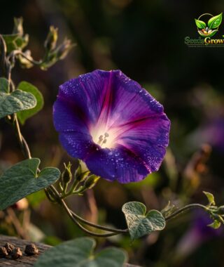 014-Black-Kniolas-Morning-Glory-Seeds-Deep-Purple-Climbing-Vine-Annual-Flower product image