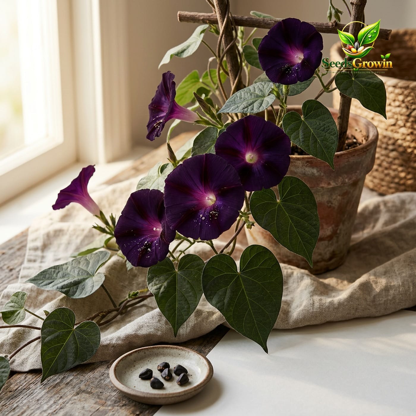 Black Kniolas Morning Glory Seeds – Deep Purple Climbing Vine - photo 3