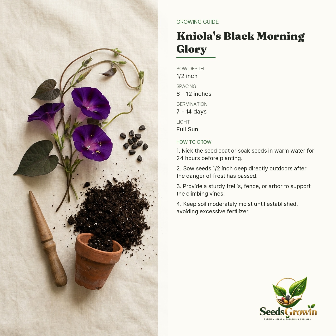 Black Kniolas Morning Glory Seeds – Deep Purple Climbing Vine - photo 4
