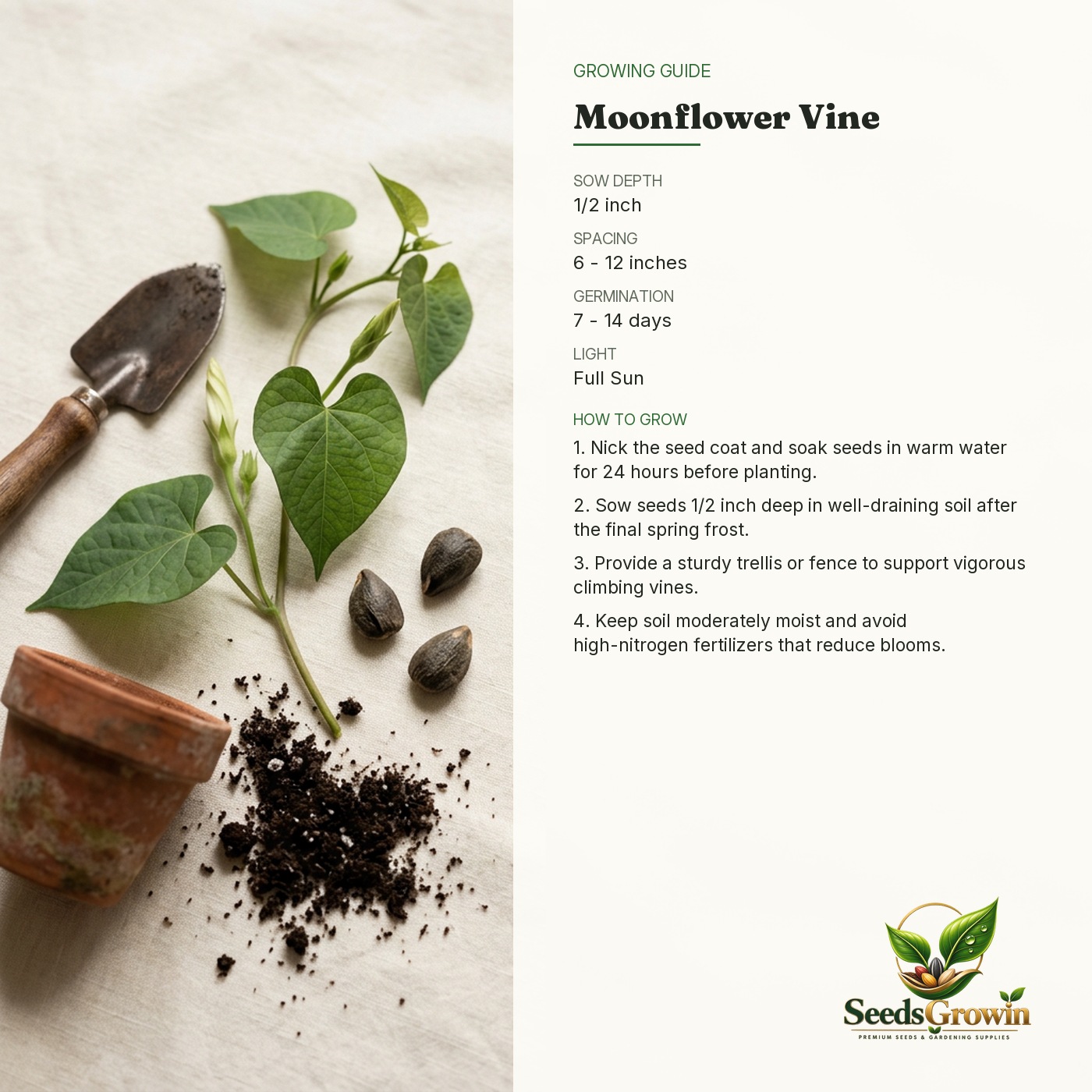 Moonflower Seeds – White Night-Blooming Fragrant Climbing Vine - photo 4
