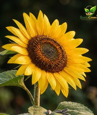016-Mammoth-Sunflower-Seeds-Giant-Heirloom-Flower-Garden-Variety-Non-GMO product image