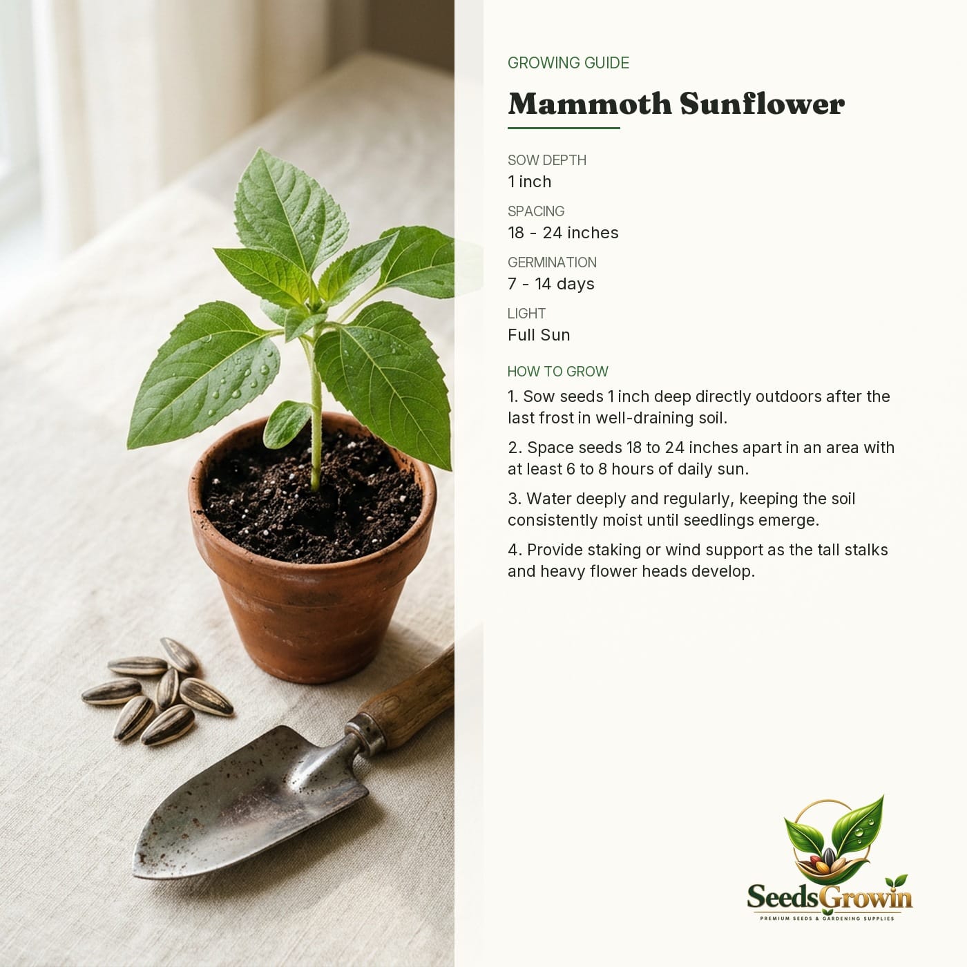 Mammoth Sunflower Seeds – Giant Heirloom Non-GMO Flower Garden - photo 4