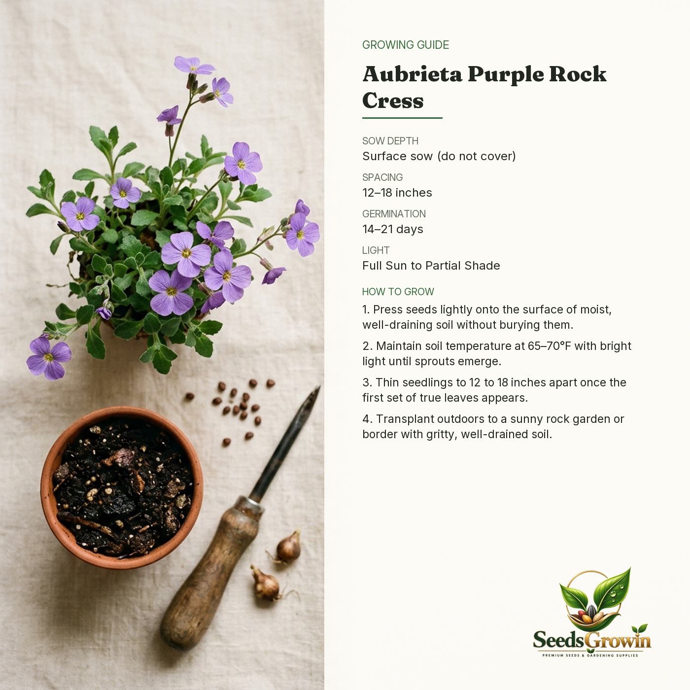 Aubrieta Rock Cress Seeds – Purple Ground Cover Alpine Perennial - photo 4