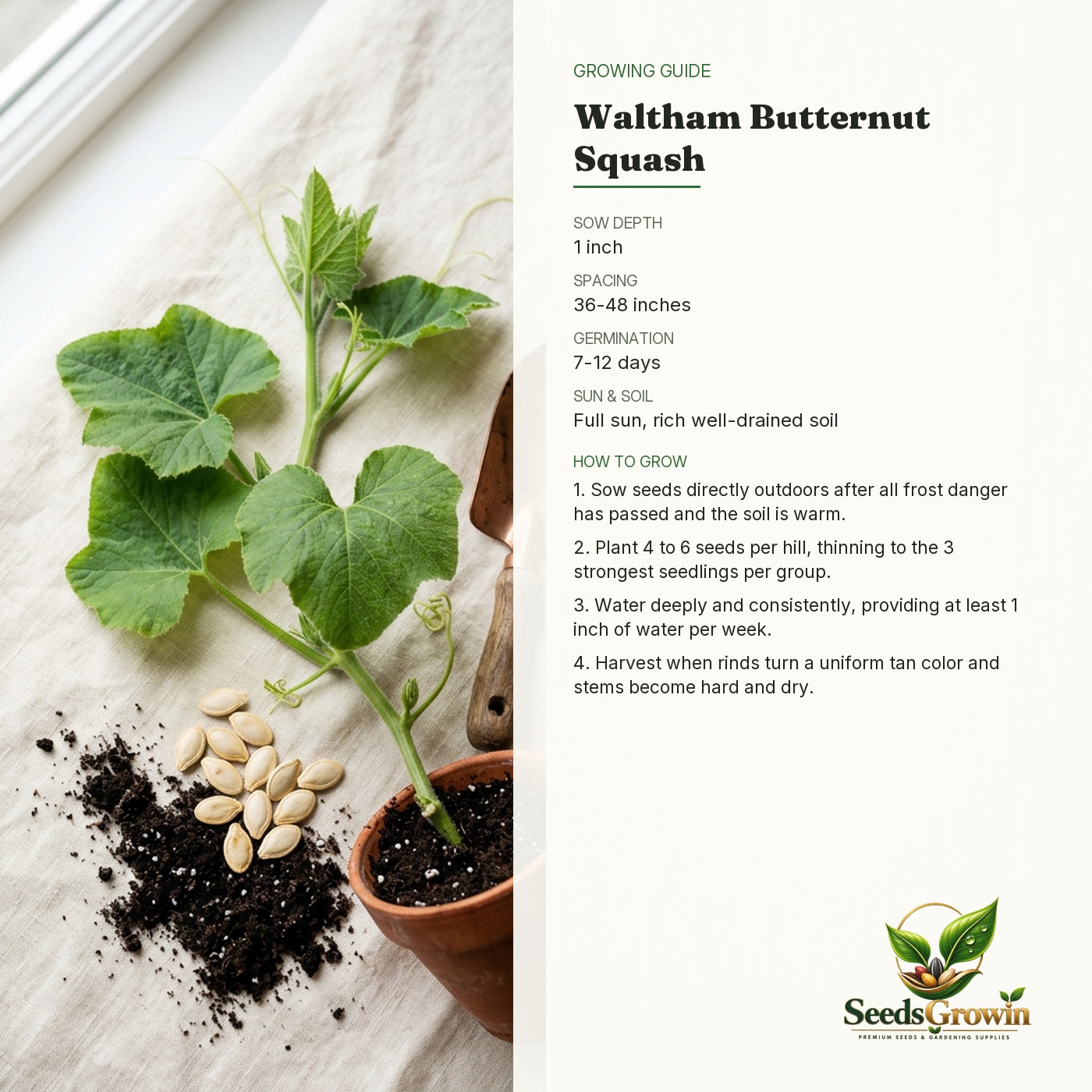 Winter Waltham Butternut Squash Seeds – Organic Vegetable Garden - photo 4