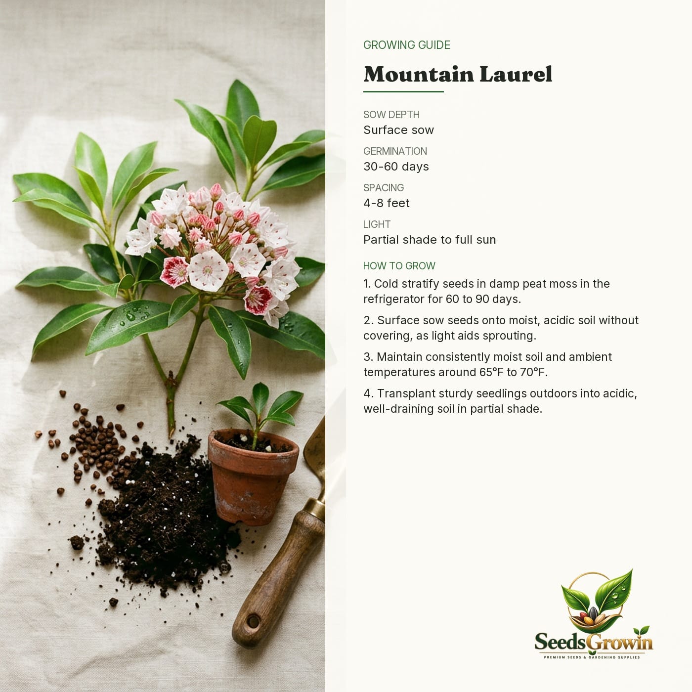 Mountain Laurel Seeds – Kalmia Latifolia White Pink Red Shrub - photo 4