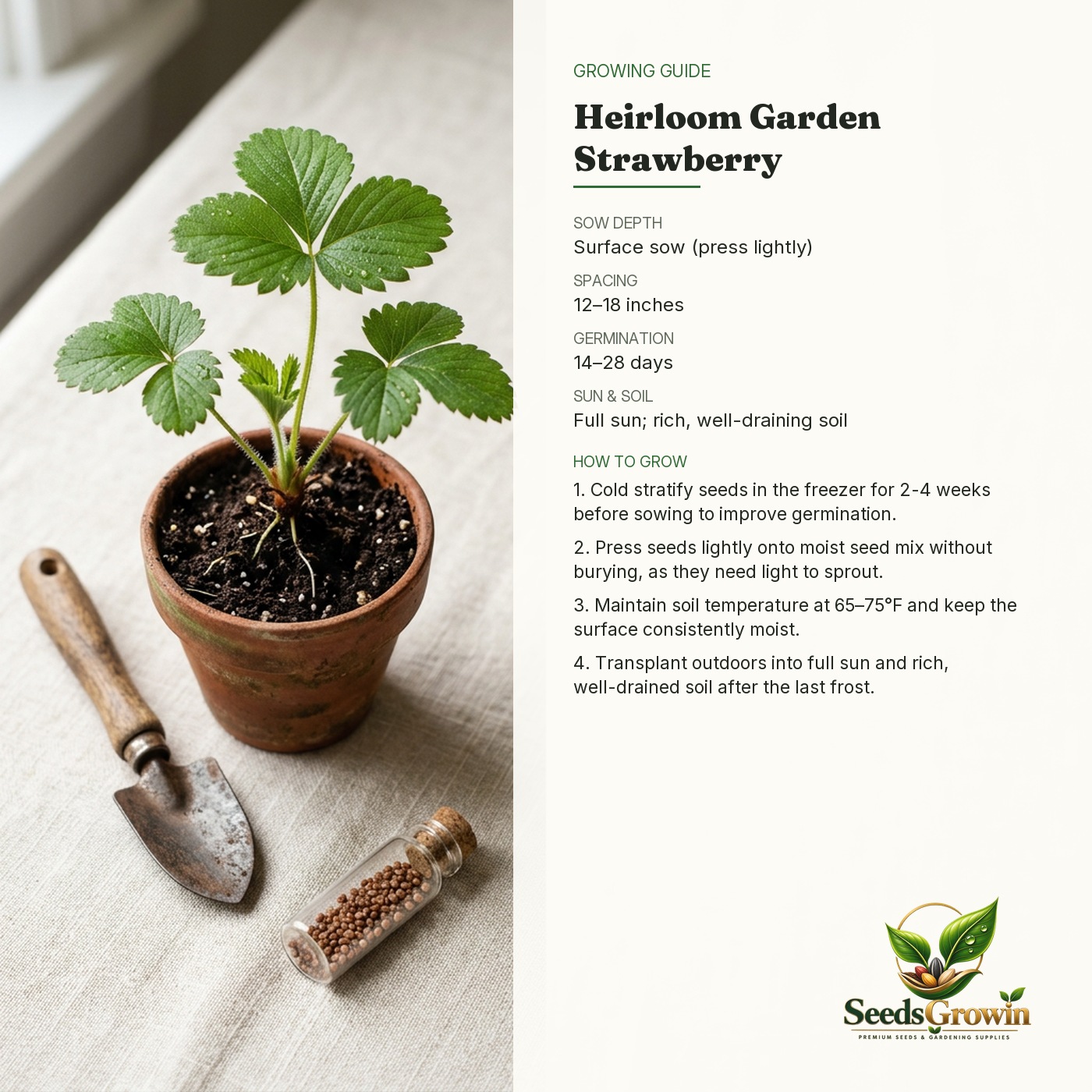 Strawberry Seeds – Rare Fruit Garden Heirloom Sweet Berry - photo 4