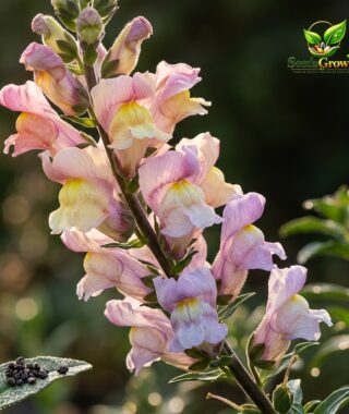 047-Northern-Lights-Snapdragon-Seeds-Pastel-Mix-Cut-Flowers-Heirloom-Antirrhinum-Garden product image
