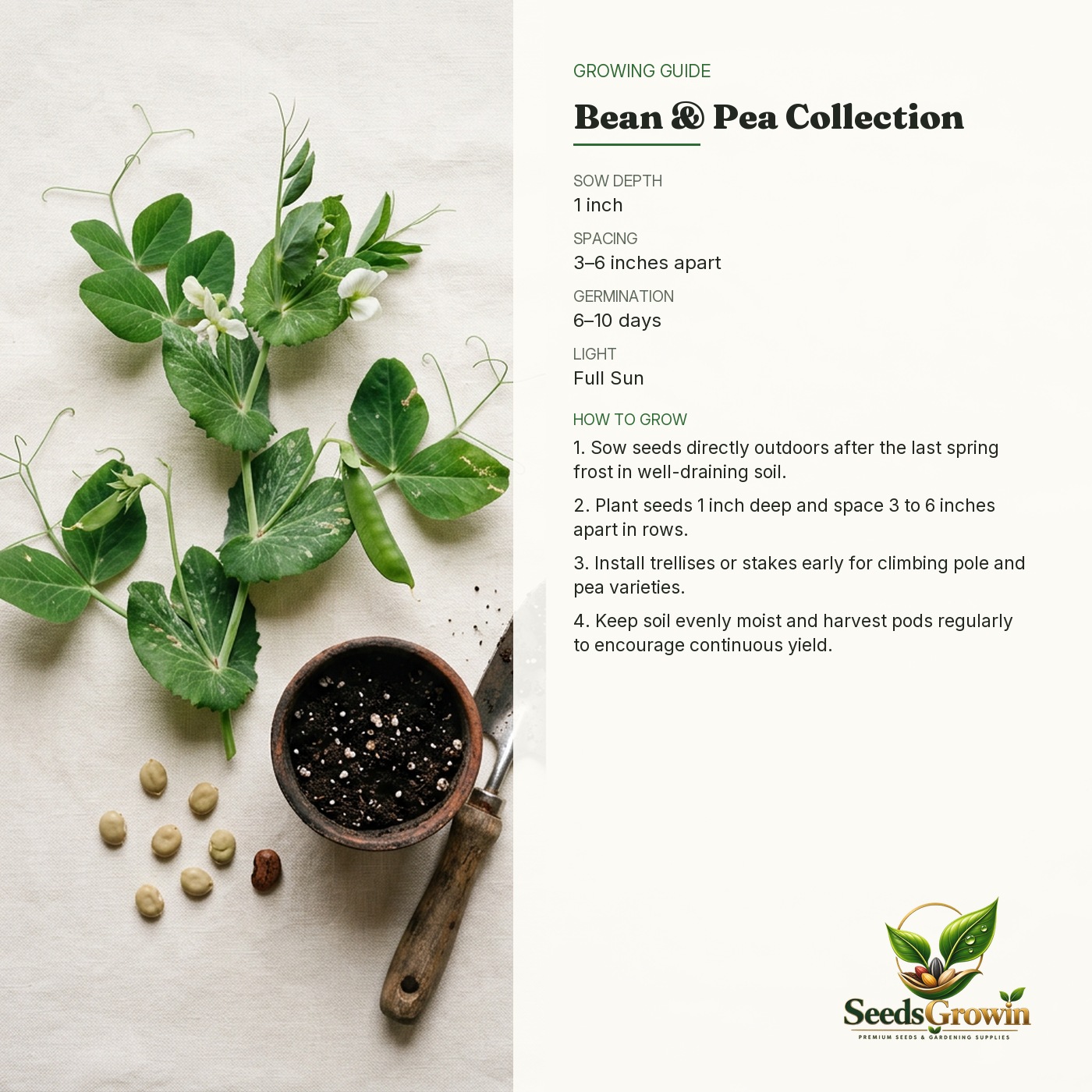 Bean Seeds Collection – Sugar Snap Pea Pole Bush Romano Non-GMO - photo 4