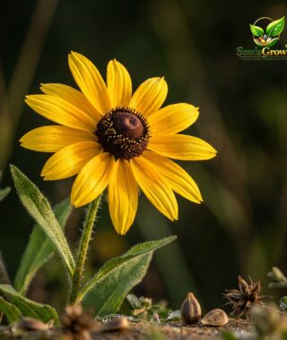 049-Black-Eyed-Susan-Seeds-Rudbeckia-Flower-Heirloom-Pollinator-Garden-Yellow-Blooms product image