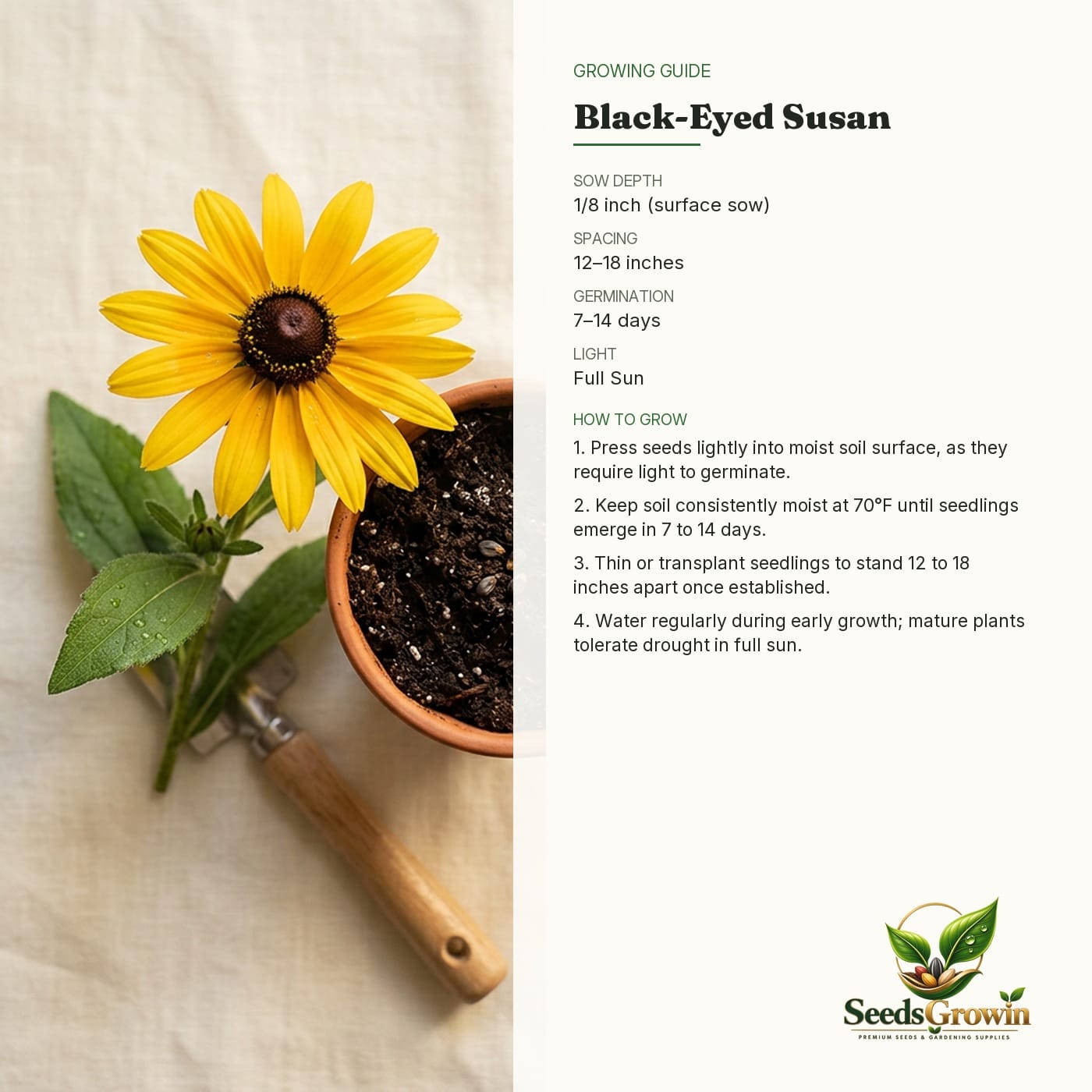 Black-Eyed Susan Seeds – Rudbeckia Heirloom Pollinator Yellow Blooms - photo 4