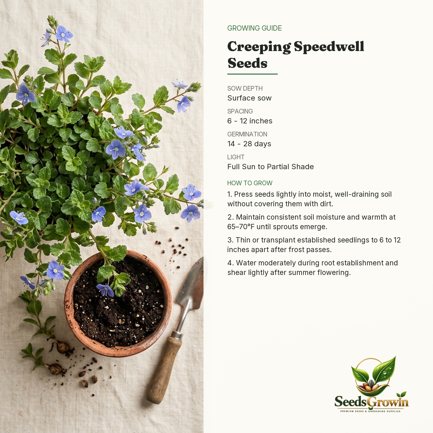 Creeping Veronica Speedwell Seeds – Ground Cover Perennial Blue Flower - photo 4
