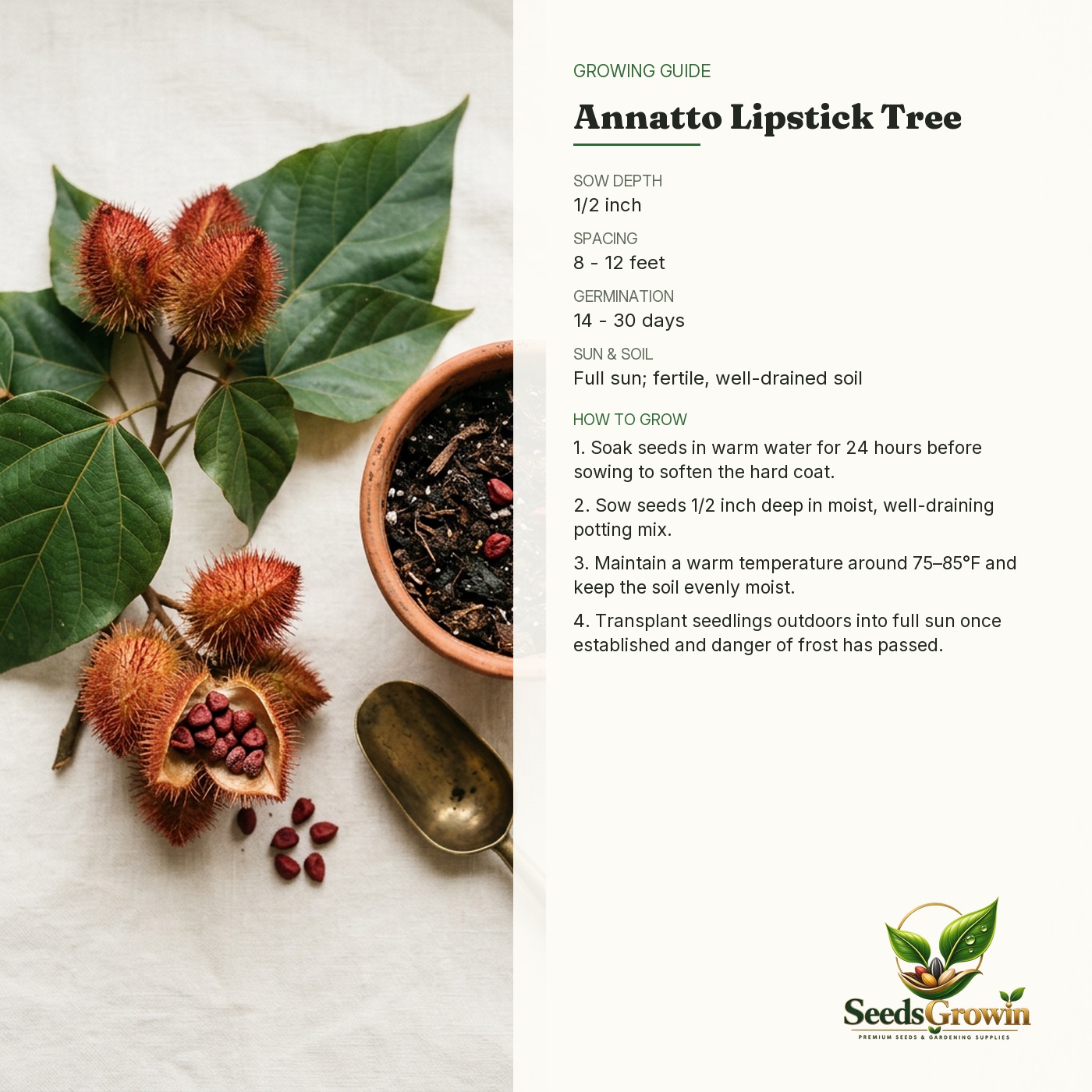 Annatto Tree Seeds – Lipstick Plant Bixa Orellana Tropical Ornamental - photo 4