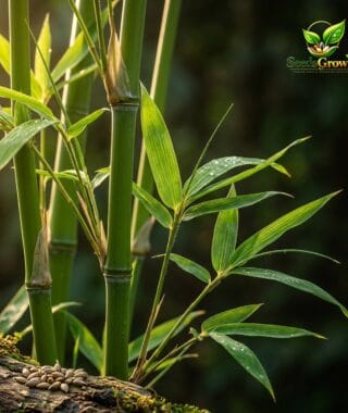 054-Green-Bamboo-Seeds-Fast-Growing-Giant-Ornamental-Plant-Privacy-Garden-Tropical-Landscape product image
