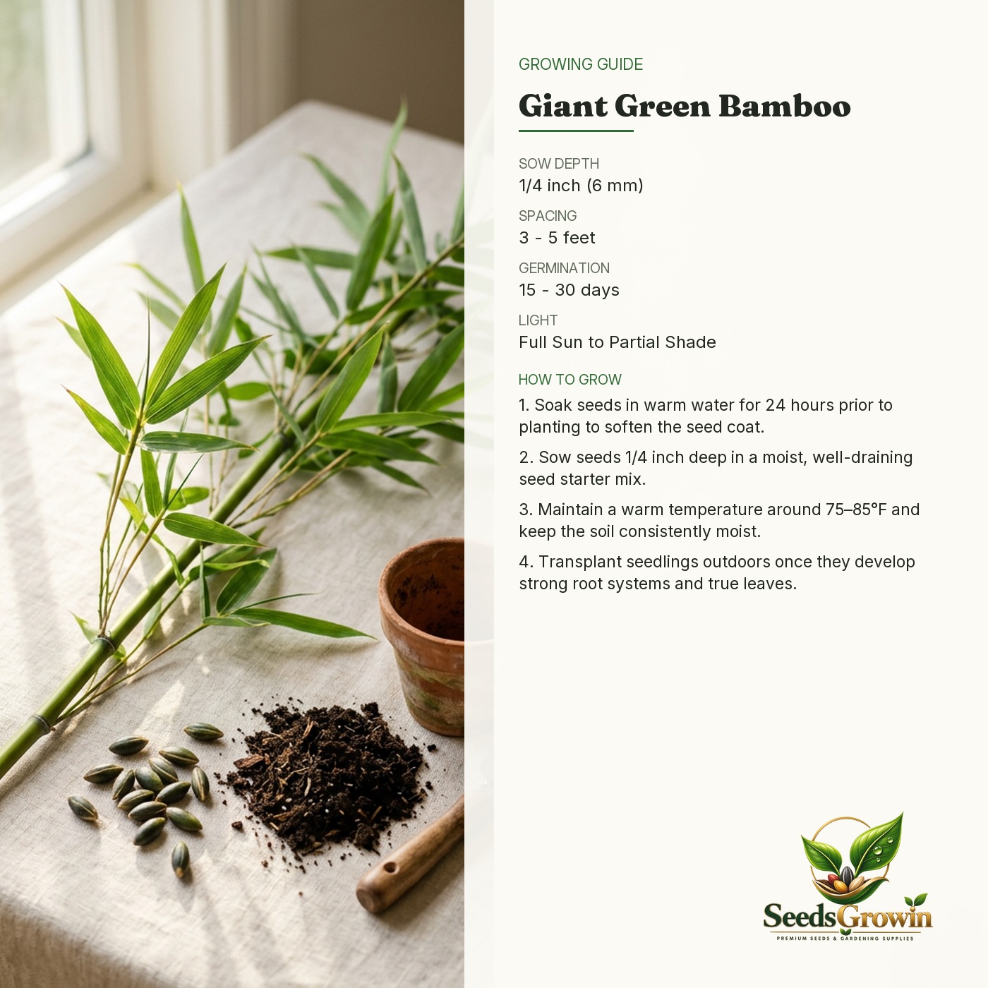Green Bamboo Seeds – Fast-Growing Giant Ornamental Privacy Plant - photo 4