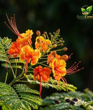 055-Buttercup-Flower-Seeds-Caesalpinia-Pulcherrima-Tropical-Bonsai-Ornamental-Garden-Plant product image