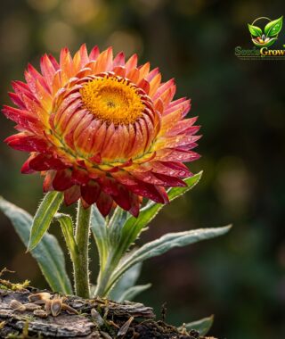 056-Tall-Mixed-Strawflower-Seeds-Heirloom-Annual-Cut-Flower-Garden-Pollinator-Friendly-Easy-Gr product image