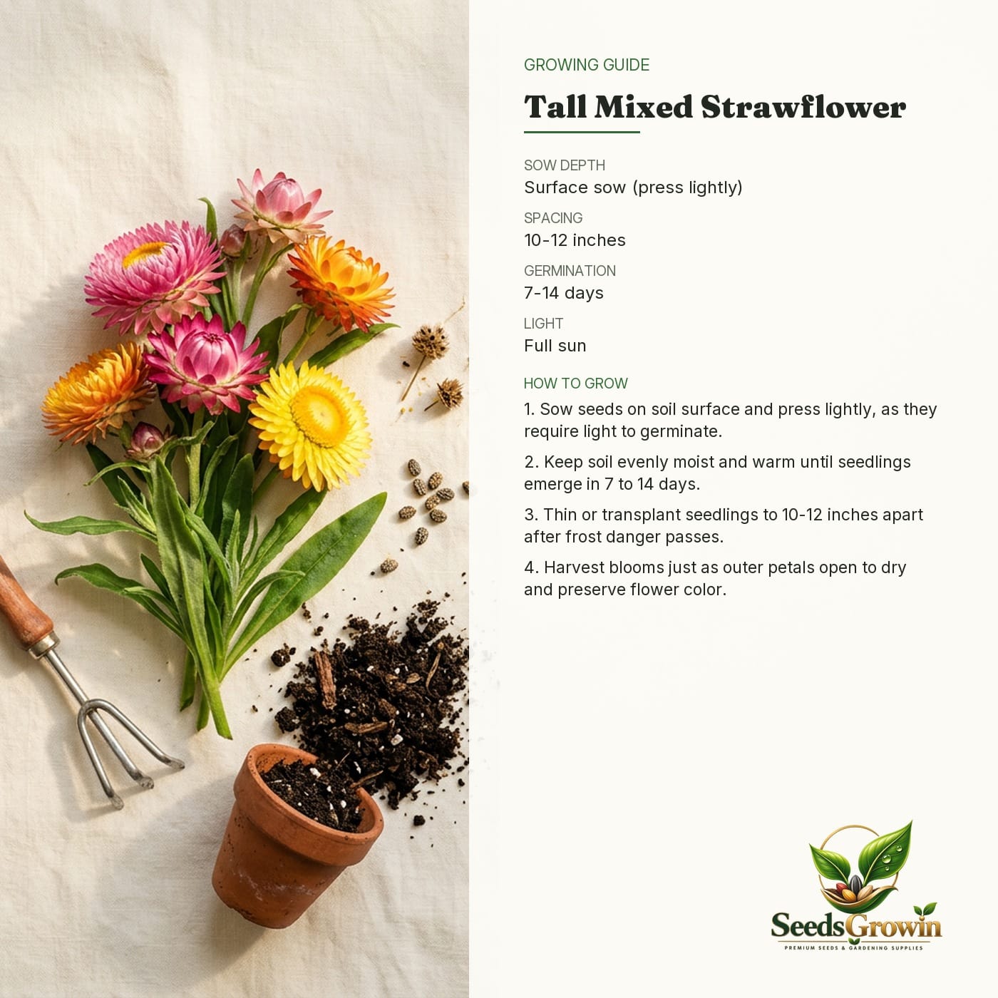 Tall Mixed Strawflower Seeds – Heirloom Annual Cut Flower Pollinator - photo 4