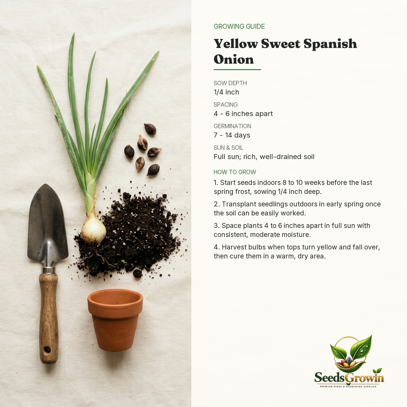 Yellow Sweet Spanish Onion Seeds – Heirloom Vegetable Garden - photo 4