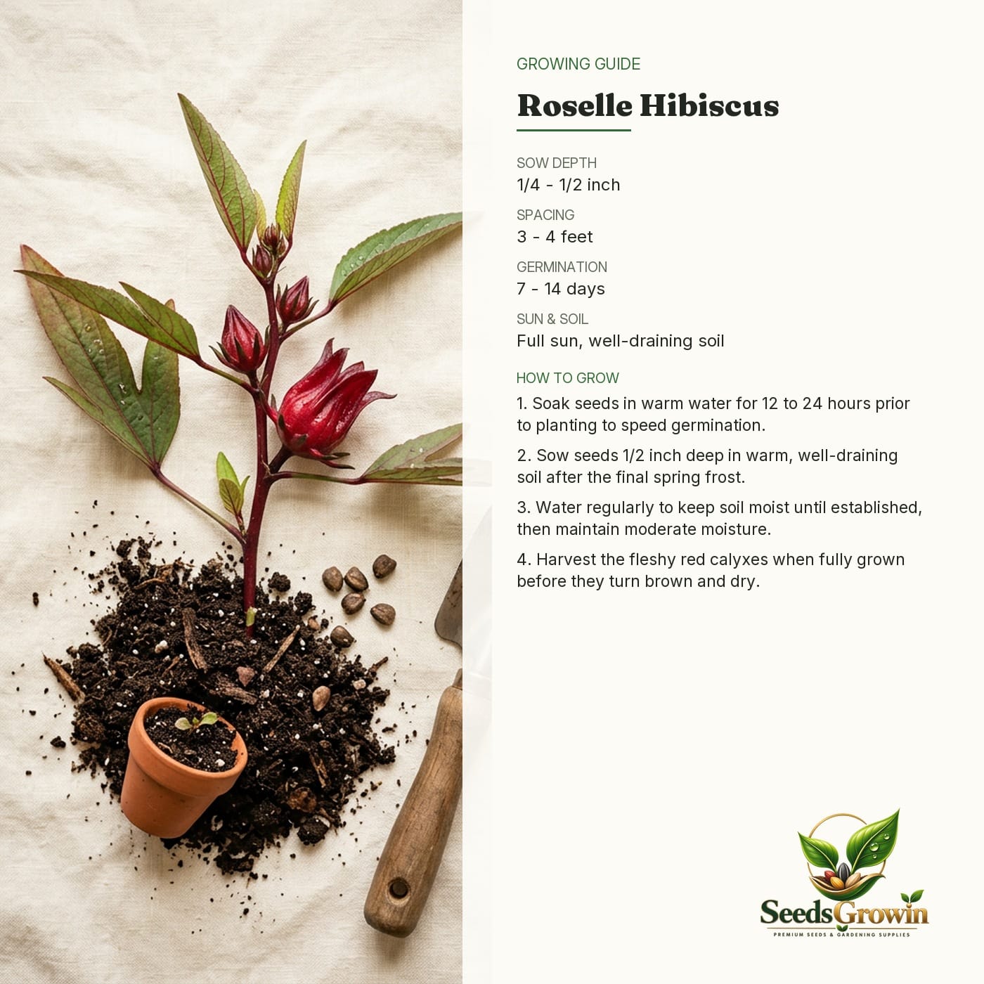 Roselle Seeds – Jamaican Sorrel Hibiscus Sabdariffa Edible Flower - photo 4