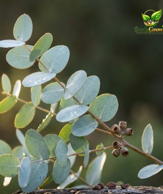 060-Eucalyptus-Cinerea-Seeds-50-PCS-Silver-Dollar-Foliage-Garden-Variety product image