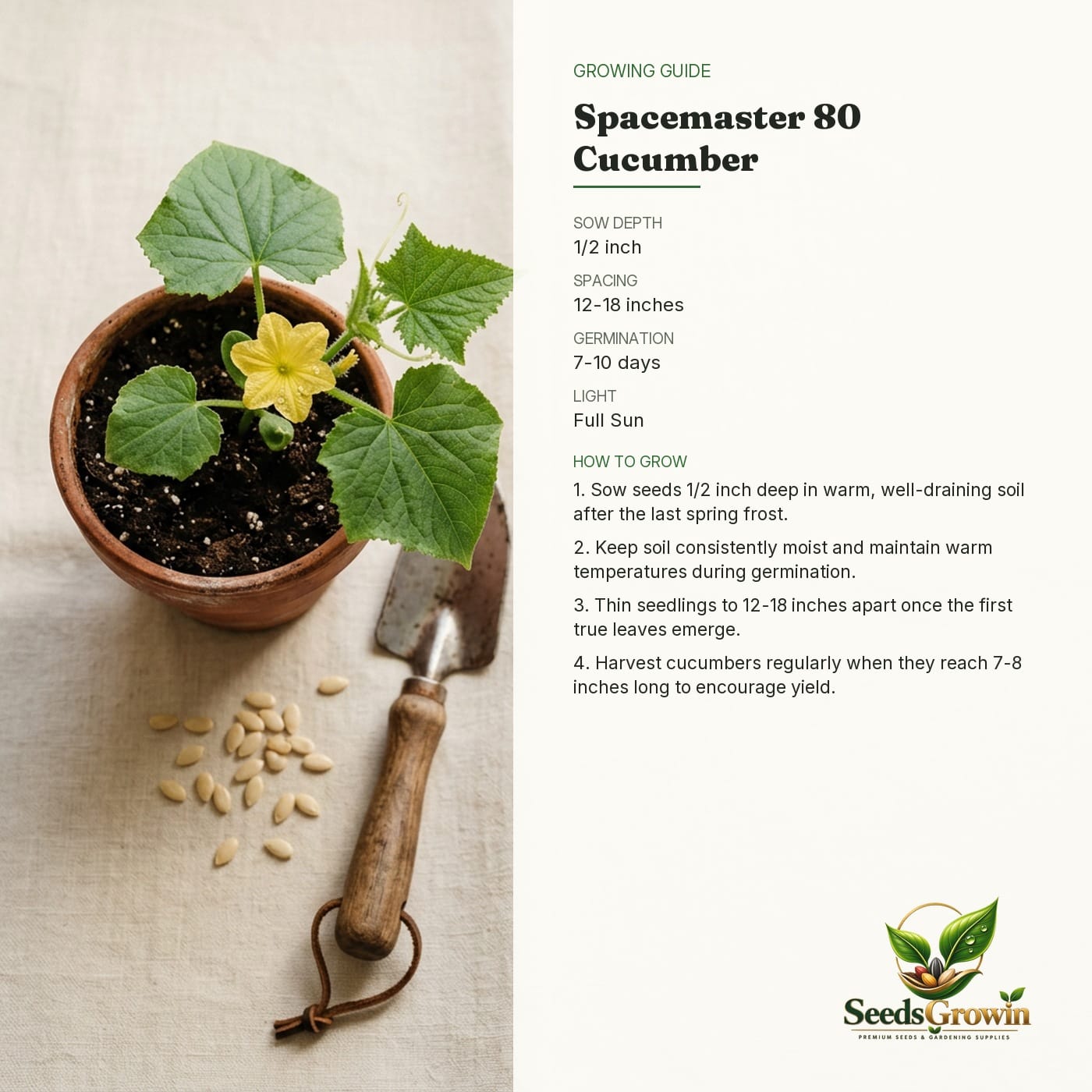 Spacemaster Cucumber Seeds – Non-GMO Heirloom Slicing Vegetable - photo 4