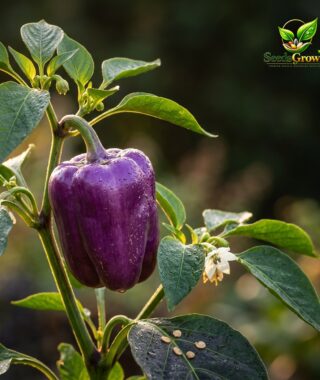 062-Purple-Beauty-Pepper-Seeds-Heirloom-Sweet-Bell-Vegetable-Garden-Variety product image