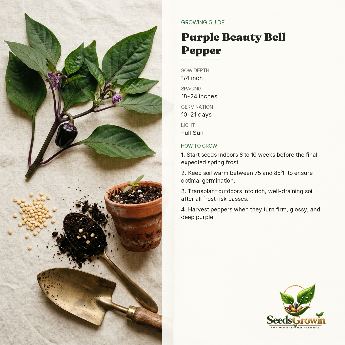 Purple Beauty Pepper Seeds – Heirloom Sweet Bell Vegetable - photo 4