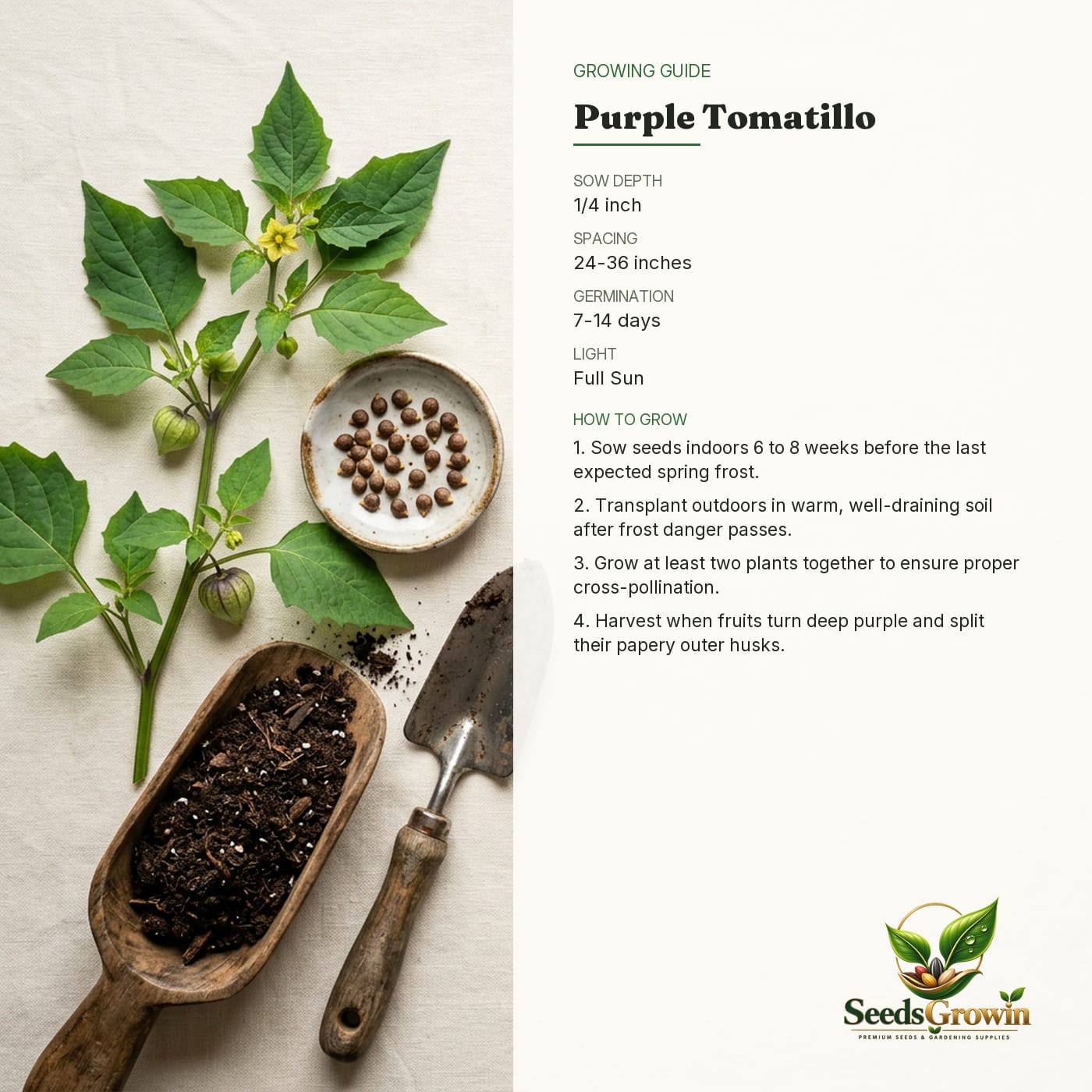 Purple Tomatillo Seeds – Heirloom Non-GMO Vegetable - photo 4