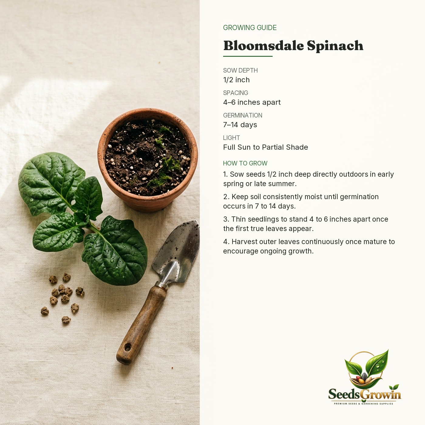 Bloomsdale Spinach Seeds – Heirloom Non-GMO Cold-Hardy Fast-Growing - photo 4