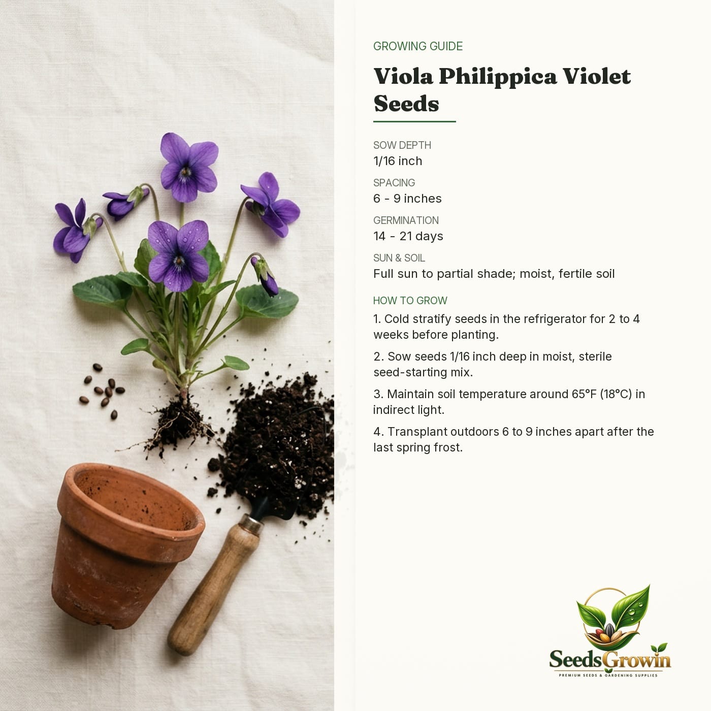 Sweet Viola Seeds – Long-Blooming Perennial Hanging Basket - photo 4