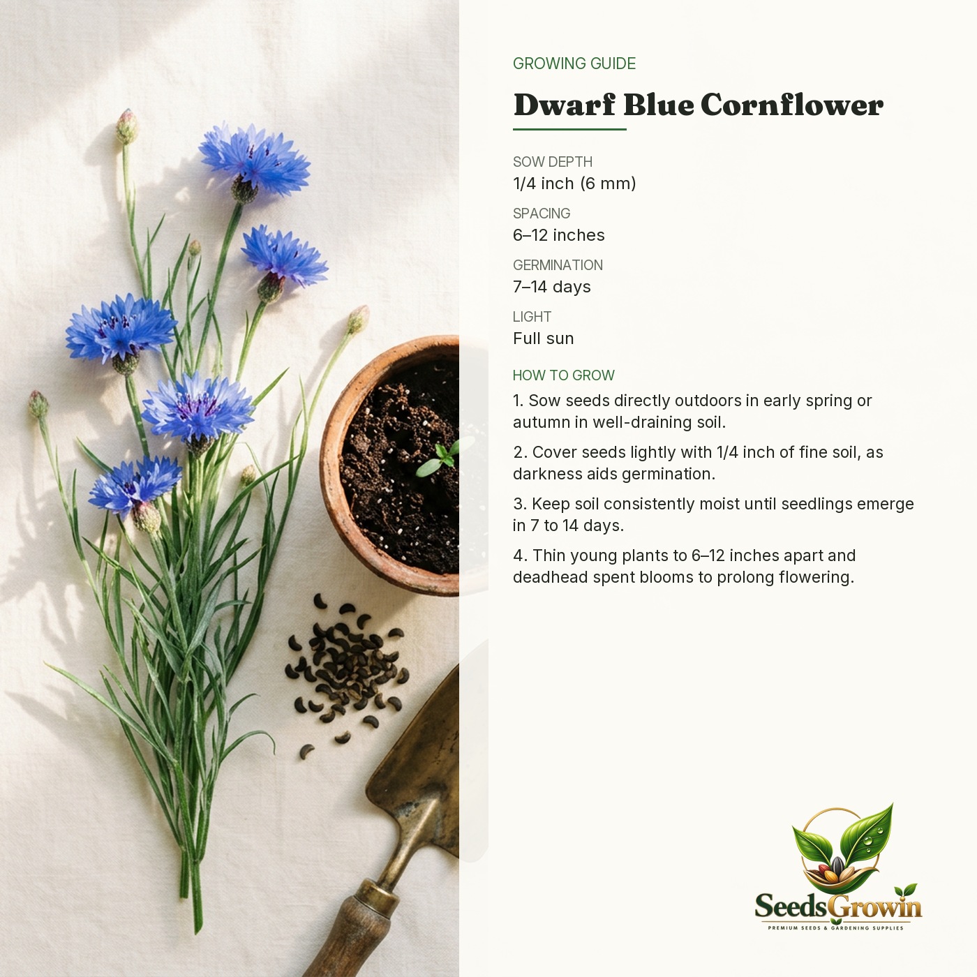 Dwarf Blue Cornflower Seeds – Annual Flower Garden Easy Grow - photo 4