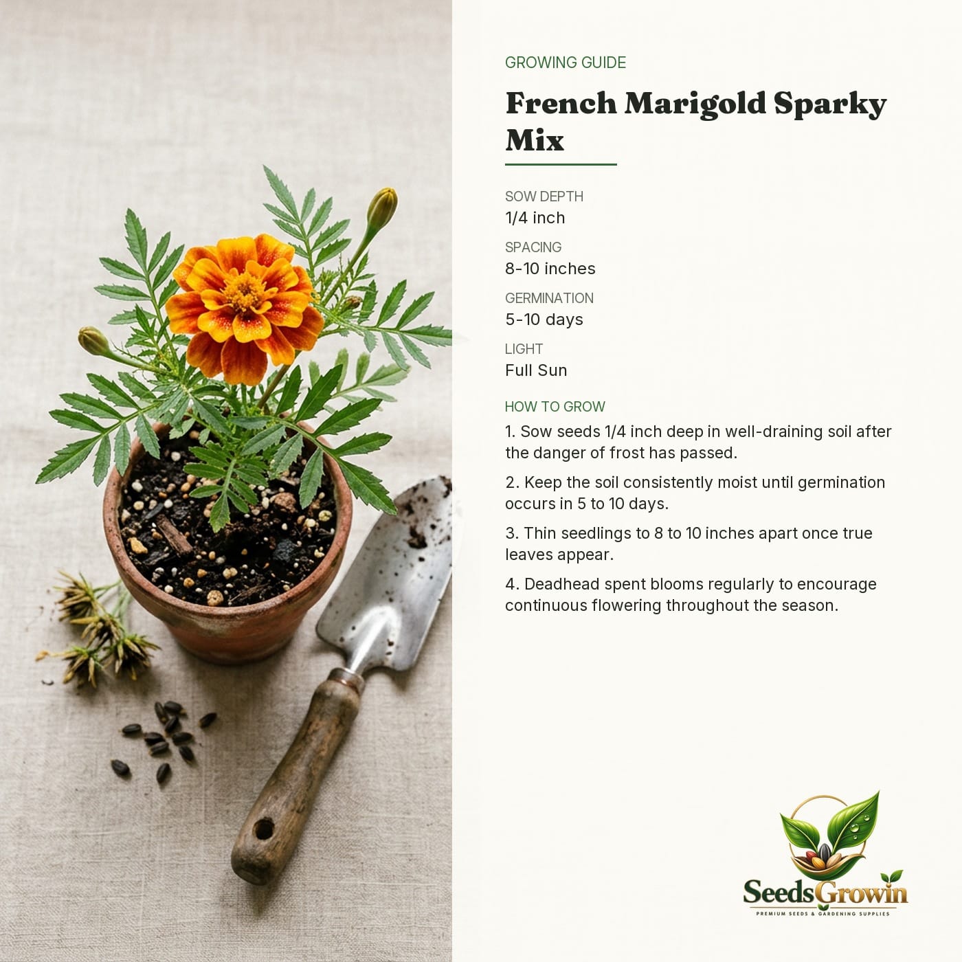 French Marigold Seeds – Sparky Mix Tagetes Patula Heirloom Non-GMO - photo 4