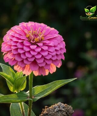 078-Luminosa-Zinnia-Seeds-Pink-Cut-Flower-Annual-Bright-Pink-Blooms-Easy-Grow-Garden-Flowers-H product image