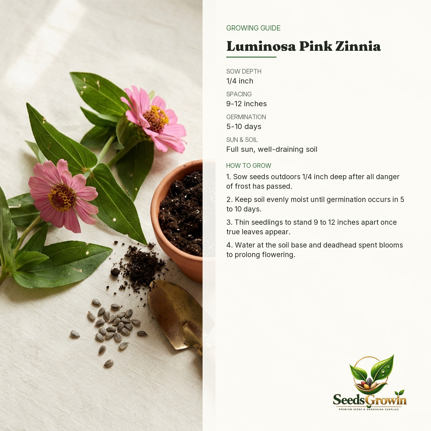 Luminosa Zinnia Seeds – Bright Pink Cut Flower Easy Grow Garden Blooms - photo 4