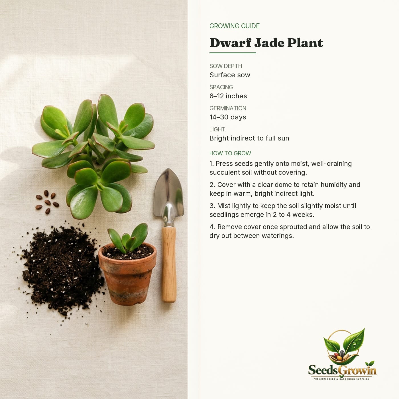 Dwarf Jade Seeds – Crassula Ovata Easy-Care Compact Succulent Houseplant - photo 4